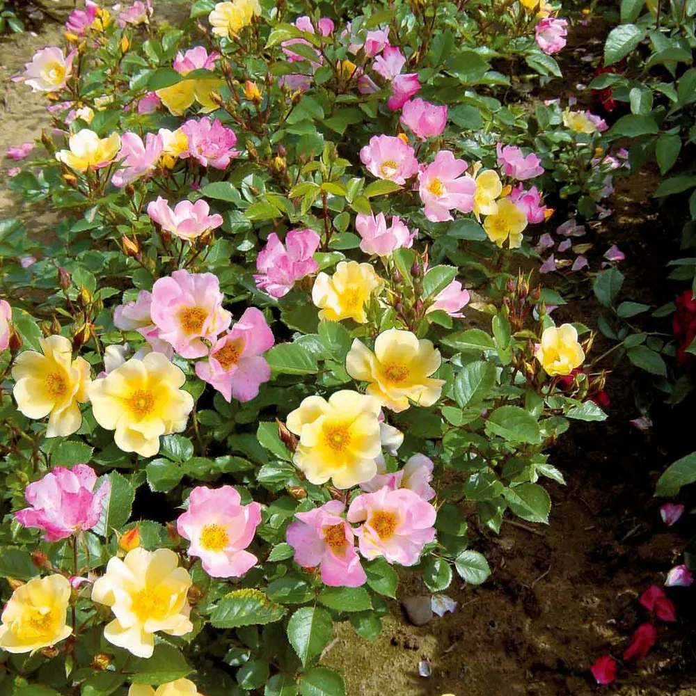 Collection de 6 rosiers couvre-sols happy chappy et wonderland - le paquet de 6 racines nues / 3+ branches